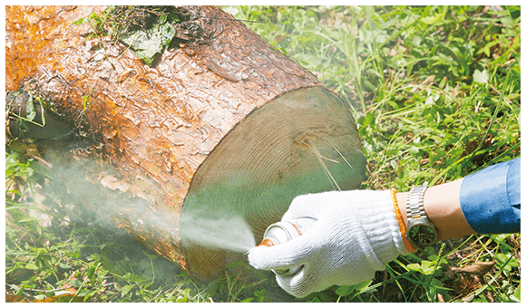 FSC認証の森から適切に伐り出される材木。